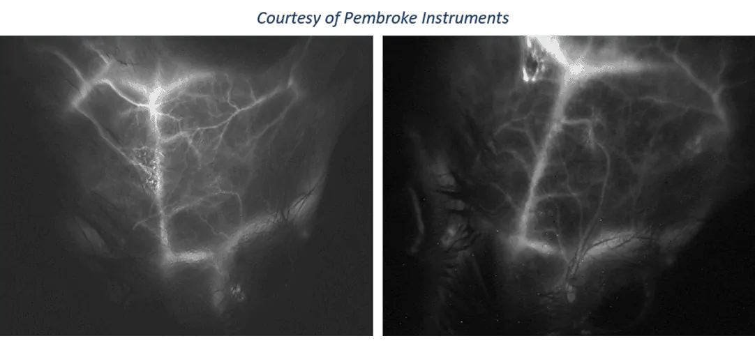 In-vivo mouse blood vessel imaging with NIT SWIR camera